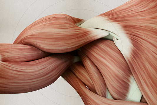 Does Muscle Weigh More Than Fat: What You Should Know